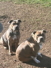 AMERICAN BULLY PUPS